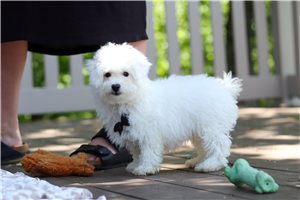 Koda - puppy for sale
