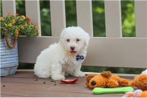 Carlito - puppy for sale
