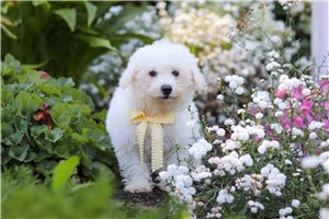 Carlton - Bichon Frise for sale