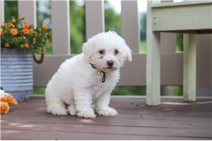 Carlton - puppy for sale
