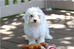 Kallie - Bichon Frise for sale