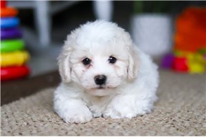 Holden - puppy for sale