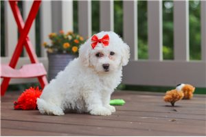 Caiden - puppy for sale