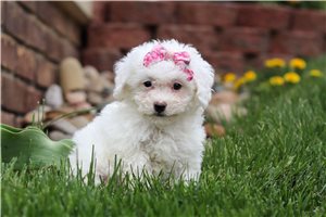 Kenzie - puppy for sale