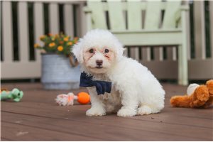 Calvin - puppy for sale