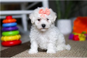 Hailey - puppy for sale