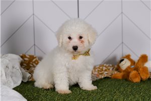Hermes - Bichon Frise for sale