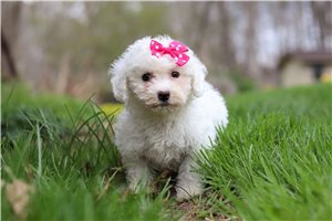 Kaia - puppy for sale