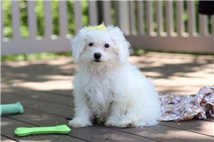 Kenzie - puppy for sale