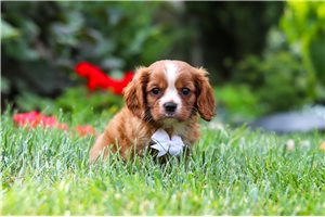 Jasper - puppy for sale