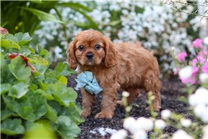 Lawrence - Cavalier King Charles Spaniel for sale