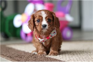 Gianna - Cavalier King Charles Spaniel for sale