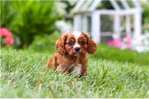 Jenson - Cavalier King Charles Spaniel for sale