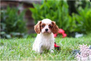 Julia - Cavalier King Charles Spaniel for sale