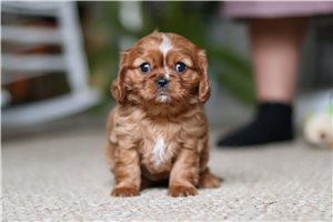 Evelyn - puppy for sale