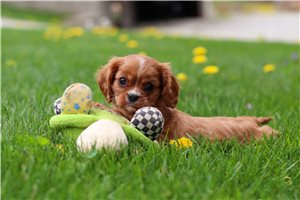 Lincoln - Cavalier King Charles Spaniel for sale