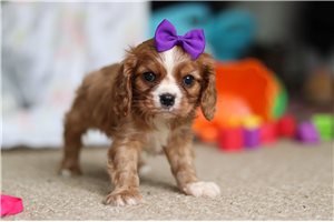 Georgia - Cavalier King Charles Spaniel for sale
