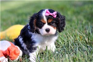 Arwen - puppy for sale