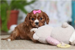 Grace - Cavalier King Charles Spaniel for sale