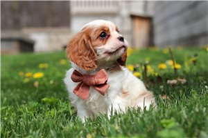 Luca - puppy for sale