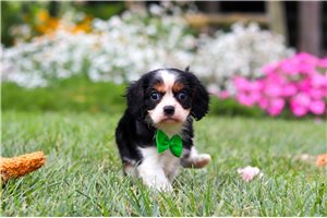 Johnny - puppy for sale