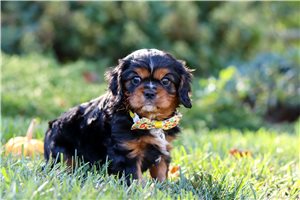 Alex - Cavalier King Charles Spaniel for sale