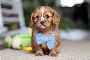 Eric - puppy for sale