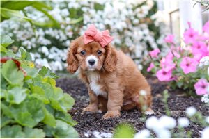 Lila - Cavalier King Charles Spaniel for sale
