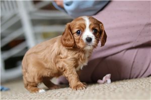 Elsie - Cavalier King Charles Spaniel for sale