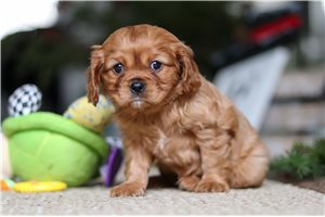 Ester - Cavalier King Charles Spaniel for sale