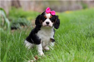 Lily - puppy for sale