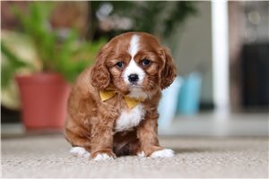 Galen - Cavalier King Charles Spaniel for sale