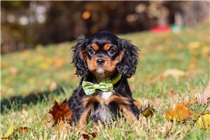 Archer - puppy for sale