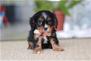 Genesis - Cavalier King Charles Spaniel for sale