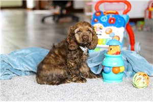 Damien - Cocker Spaniel for sale