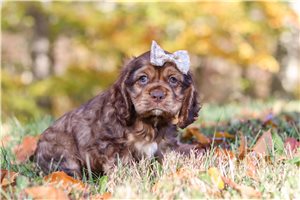 Fallon - Cocker Spaniel for sale