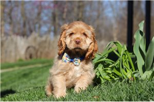 Iddo - Cocker Spaniel for sale