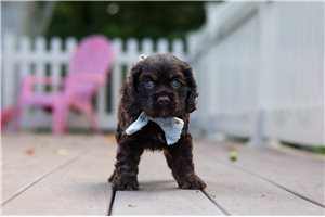 Ernest - Cocker Spaniel for sale