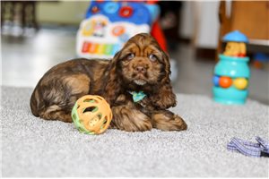 Dwayne - Cocker Spaniel for sale