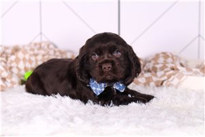 Asher - Cocker Spaniel for sale