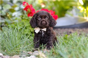 Keaton - Cocker Spaniel for sale