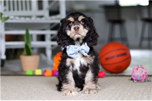Jiminy - Cocker Spaniel for sale