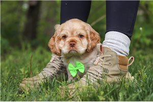 Eldon - puppy for sale