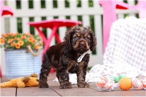 Rancher - puppy for sale