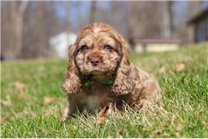 Isidro - puppy for sale