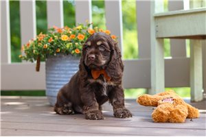 Darius - Cocker Spaniel for sale