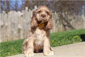 Isidro - puppy for sale