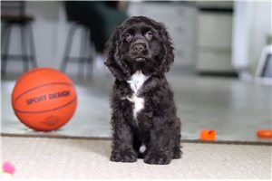 Jackson - puppy for sale