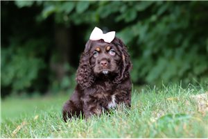 Holiday - puppy for sale