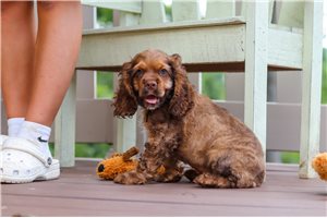 Ranger - Cocker Spaniel for sale